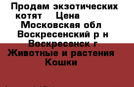 Продам экзотических котят  › Цена ­ 8 000 - Московская обл., Воскресенский р-н, Воскресенск г. Животные и растения » Кошки   